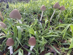 Psathyrella longipes