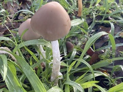 Psathyrella longipes