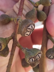 Eucalyptus accedens
