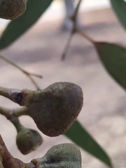 Eucalyptus accedens