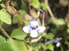 Lindernia rotundifolia