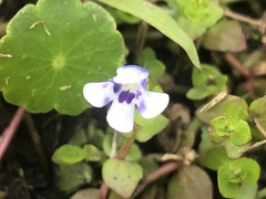 Lindernia rotundifolia