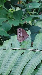 Mycalesis mineus