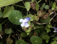 Lindernia rotundifolia