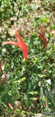 Dicliptera sexangularis