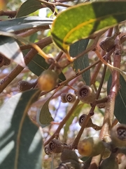 Eucalyptus accedens
