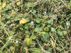 Lindernia rotundifolia