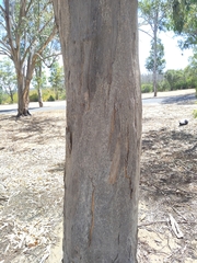 Eucalyptus accedens