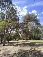 Eucalyptus accedens
