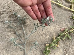 Johnstonella angustifolia