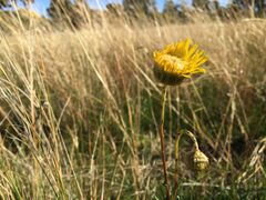 Podolepis linearifolia