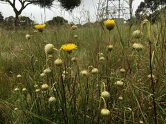 Podolepis linearifolia