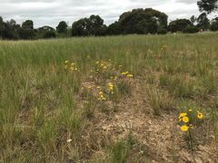 Podolepis linearifolia