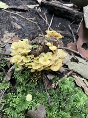 Xeromphalina leonina