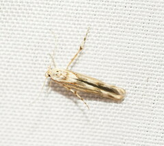 Stathmopoda acontias