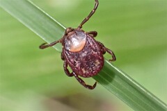 Rhipicephalus maculatus