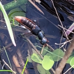 Dinothenarus saphyrinus