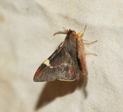 Nataxa flavescens
