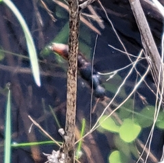 Dinothenarus saphyrinus