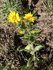 Heterotheca hirsuta