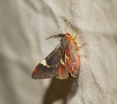Nataxa flavescens