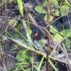 Dinothenarus saphyrinus