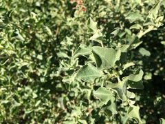 Chenopodium parabolicum