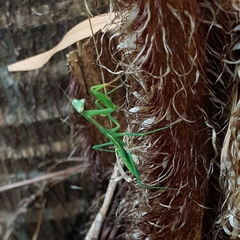 Pseudomantis albofimbriata