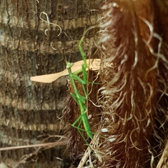 Pseudomantis albofimbriata