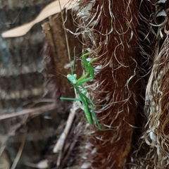 Pseudomantis albofimbriata