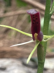 Cryptostylis