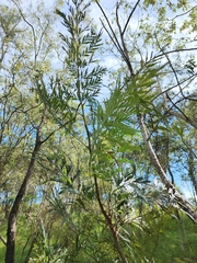 Grevillea robusta
