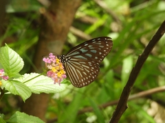 Ideopsis vulgaris