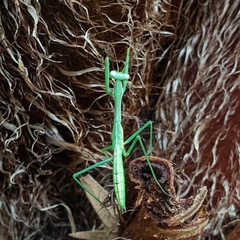 Pseudomantis albofimbriata