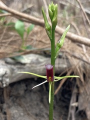 Cryptostylis