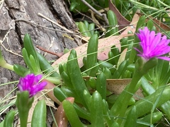 Disphyma crassifolium