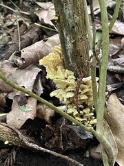 Xeromphalina leonina
