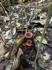 Gymnopilus purpuratus