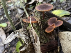 Gymnopilus purpuratus