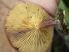 Gymnopilus purpuratus