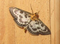 Anania hortulata