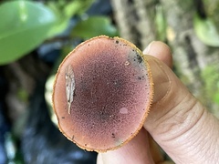 Gymnopilus purpuratus