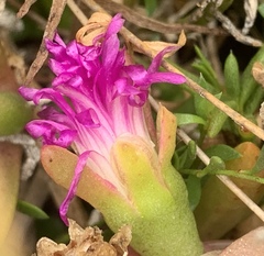 Disphyma crassifolium