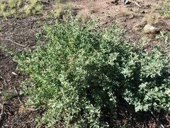 Chenopodium parabolicum