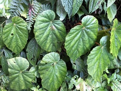 Begonia chitoensis
