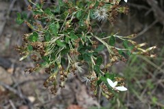 Olearia myrsinoides