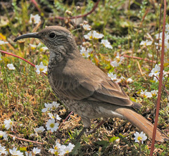 Upucerthia saturatior