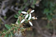 Olearia myrsinoides