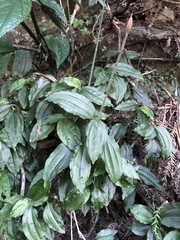 Odontochilus tashiroi