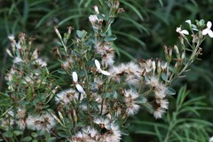 Olearia myrsinoides